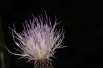 Le Conte's thistle